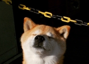 -冰与火之歌，布伦森关键节点连续得分，上海队火力压制辽宁队纪实