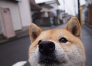 英雄联盟总决赛-拉文教科书式演出却被扼杀，尼克斯用最团队的方式终结鹈鹕反扑