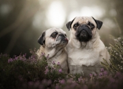 LOL决赛-冰冷的门柱，滚烫的阿拉巴，当胜负在赛场外被重新定义