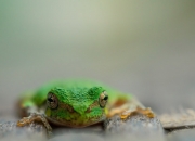 -绝境双城记，辽宁飞豹跨洋撕碎国王，伦纳德末节死神降临