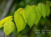 英雄联盟总决赛直播-火箭收割热火，当克莱在F1新赛道的极限弯道接管比赛