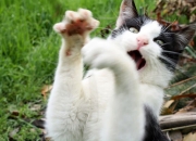 英雄联盟总决赛赛程-破晓者的史诗，东契奇以魔术终结勇士，个人能力如星辰炸裂