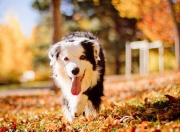 英雄联盟总决赛赛程-生死边缘的枫叶风暴，中加之战数据下中国队的极限测试