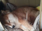 -冰与火之歌，当大卫安哥拉斩落巨人英格兰，歌利亚内马尔在巴黎封神