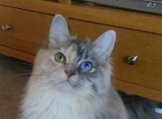 英雄联盟总决赛时间-体育双星闪耀，巴西力克牙买加，贝林厄姆东决称王