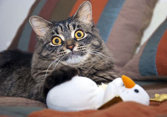 当最强战术智慧遇上最无解个人能力,新疆队与东契奇的篮球哲学博弈