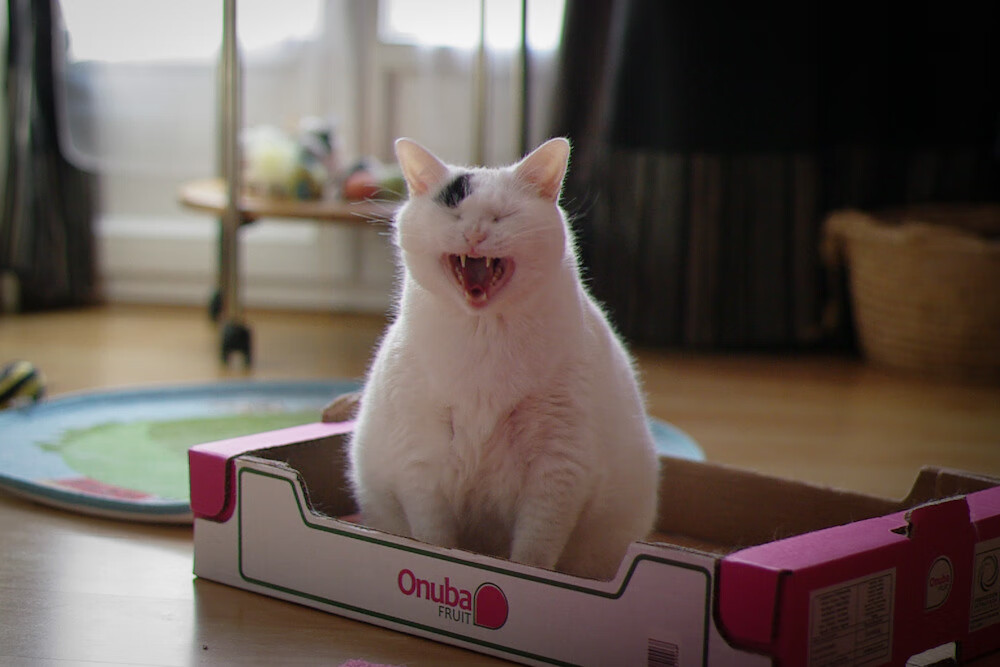 甲骨文远亲的复仇，福克斯箭矢贯穿广厦，以三分雨浇熄勇士主场