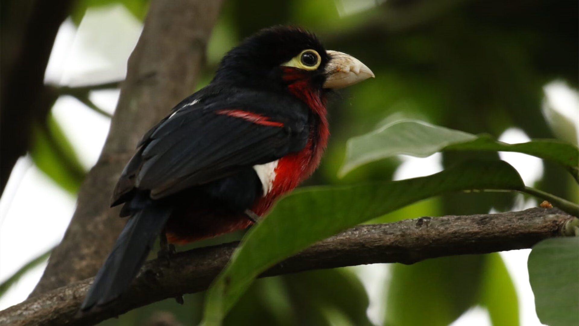 双重纬度,一种逻辑,范弗利特的篮球大脑与广厦的战术冰封术如何诠释胜利的通用公式