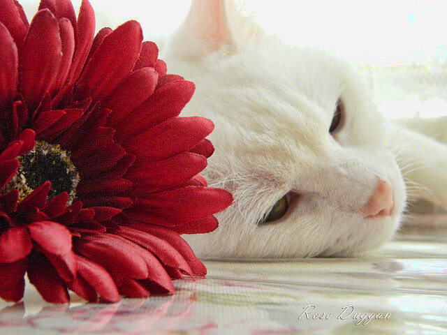 夜的丝绒幕布下，他用神经刀织就王冠