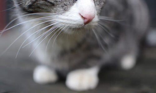 无路之夜，他以光撕开