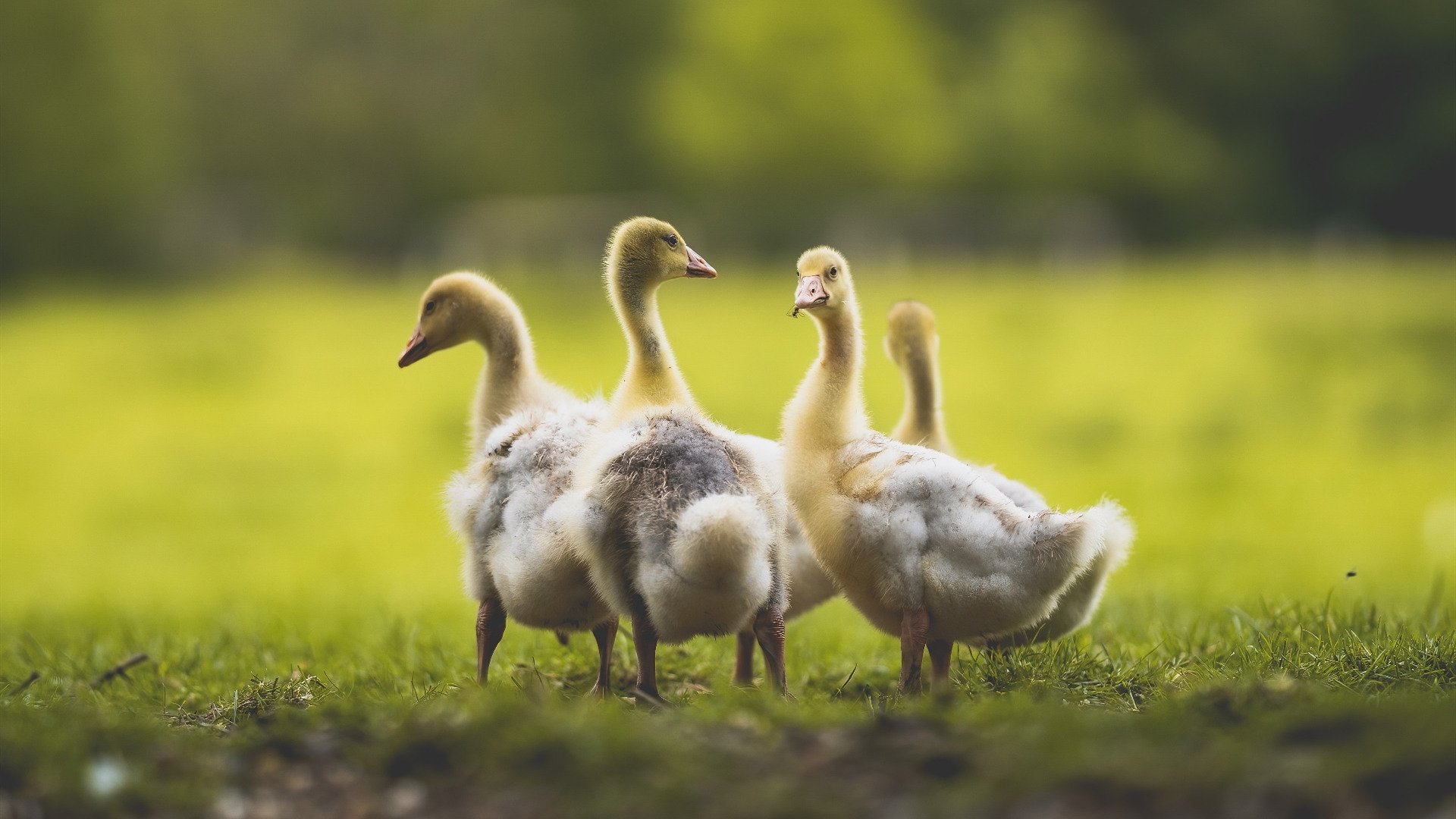 若日尼奥的攻防艺术，芬兰战术封锁巴西的秘诀