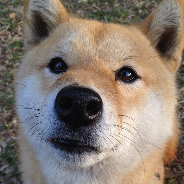 终场哨响前的奇迹,勒沃库森压哨绝杀巴黎,点燃欧冠之夜