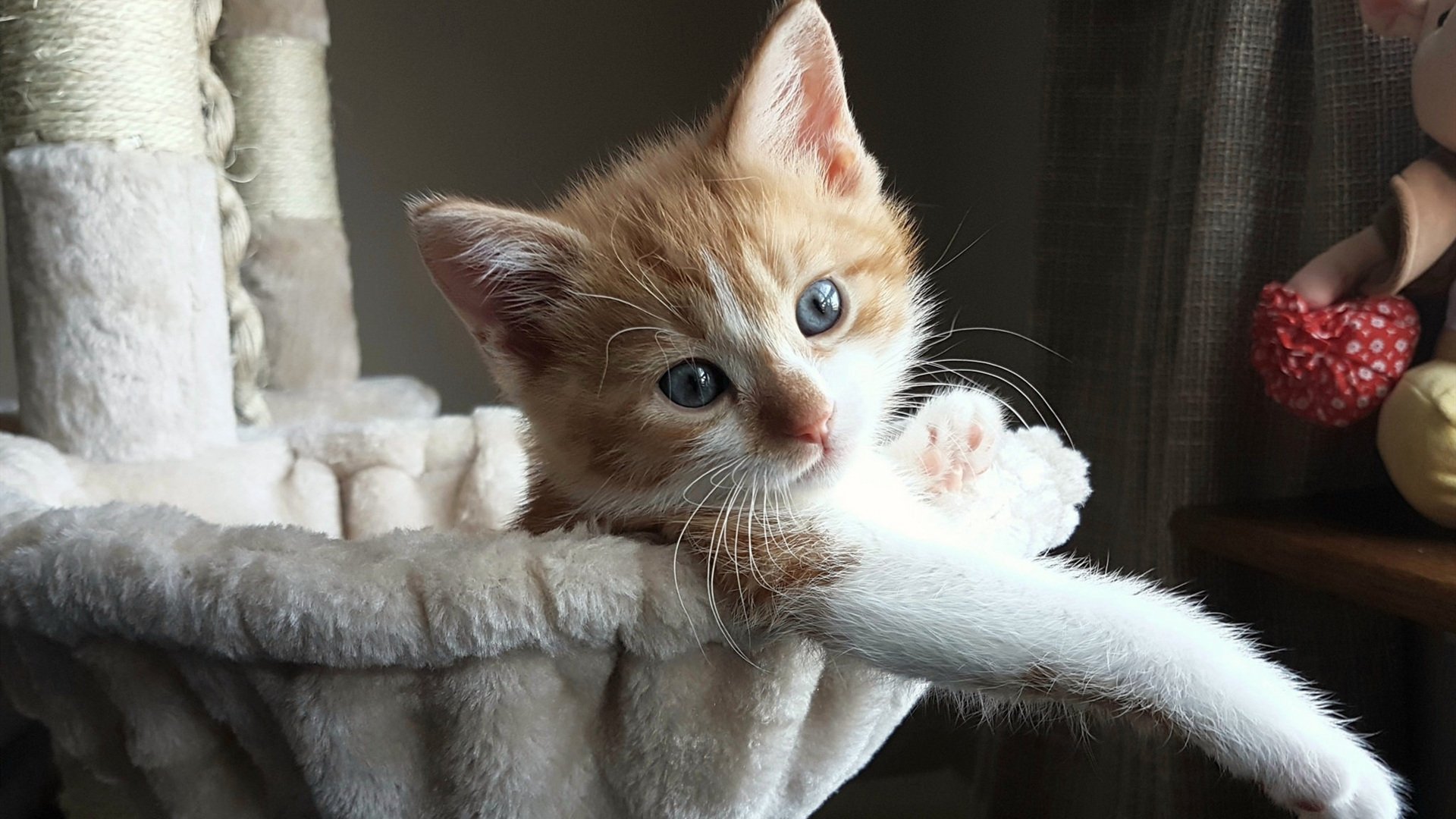 纪录收割者，当亚特兰大的三分雨浇灭日本希望，维尼修斯在伯纳乌写下新篇章