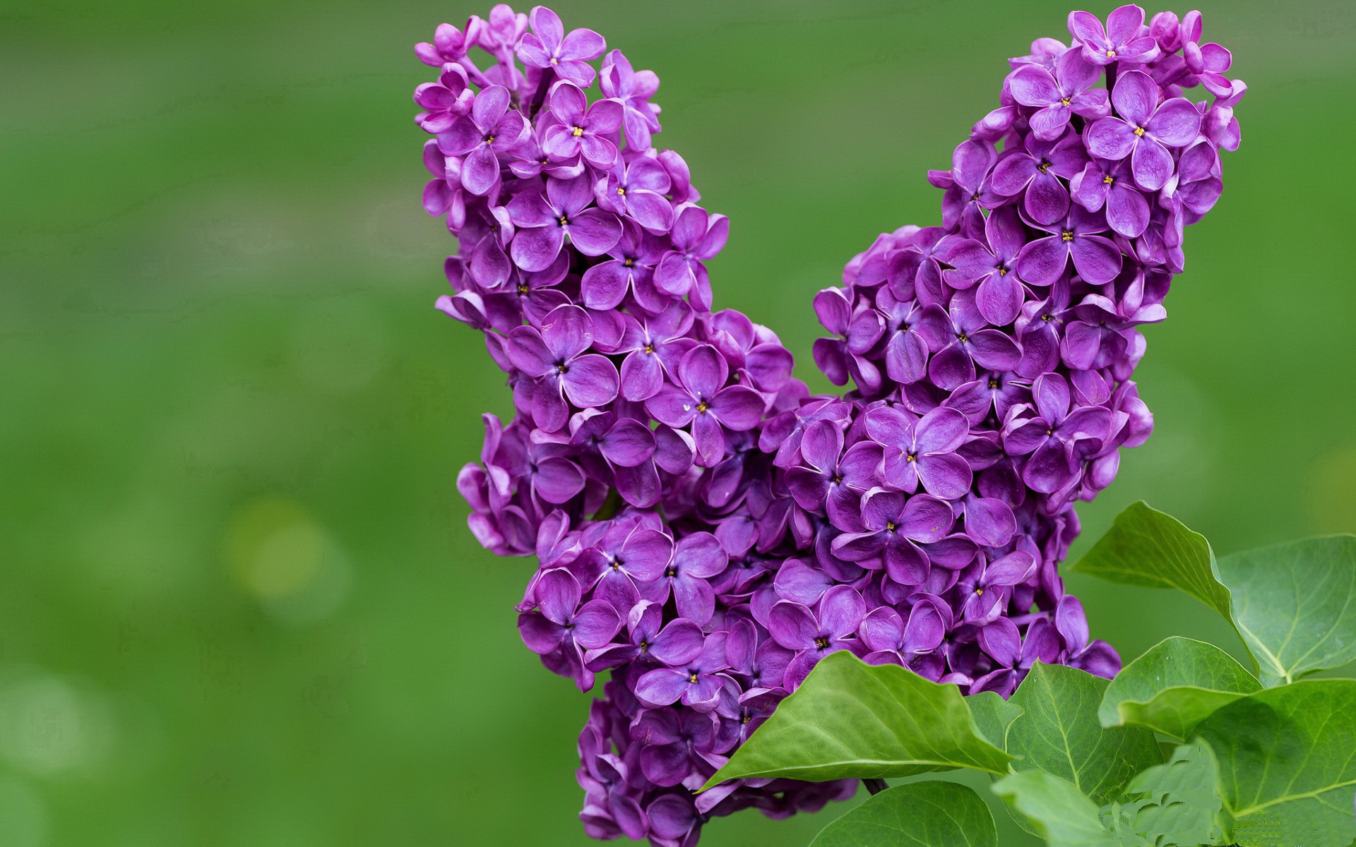 终场哨响前五秒，弗拉霍维奇与瑞士军刀如何刺穿蓝鹰心脏