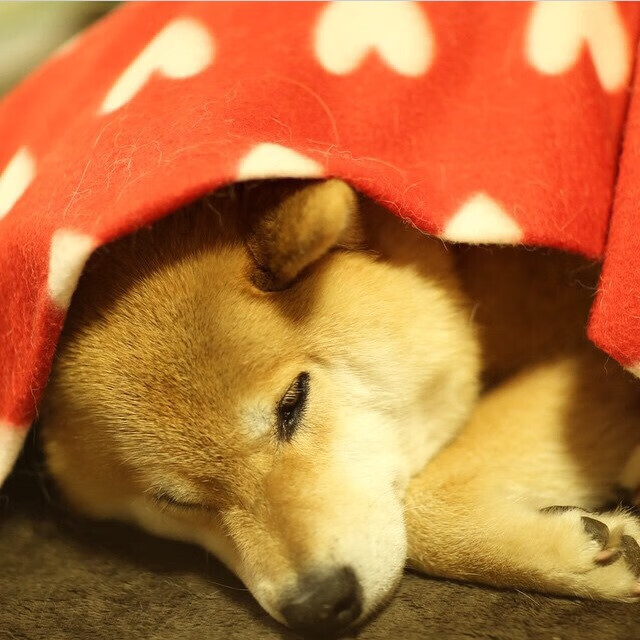 加拿大争冠战力克洪都拉斯,蒂亚戈惊艳表现成制胜关键