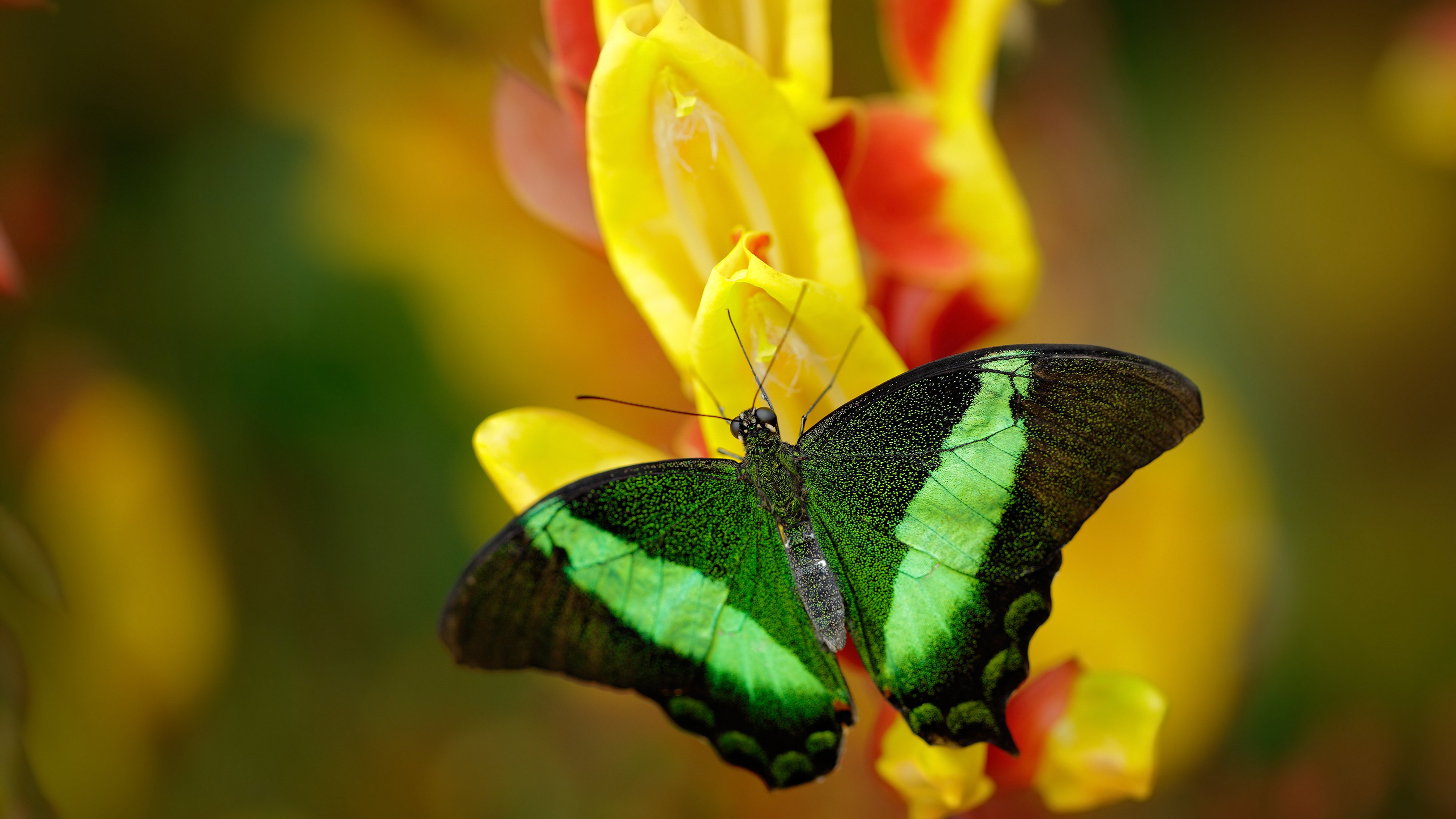 平凡与伟大的裂缝，伊萨克用一锤定音镌刻传说